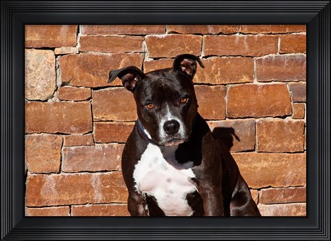 Framed American Staffordshire Terrier dog Print