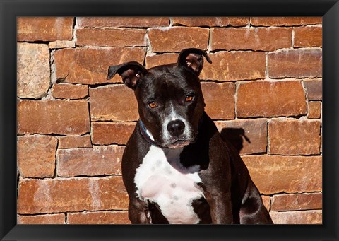 Framed American Staffordshire Terrier dog Print