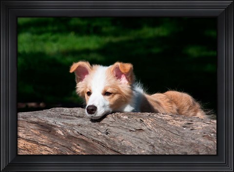 Framed Border Collie puppy dog looking over a log Print