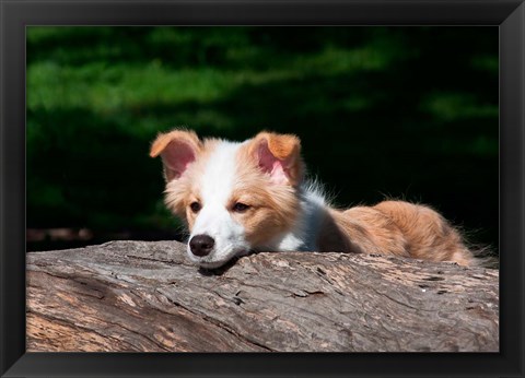 Framed Border Collie puppy dog looking over a log Print