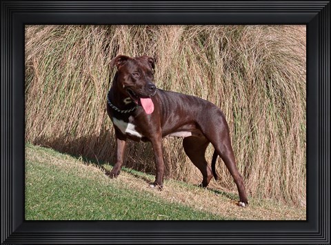 Framed American Pitt Bull Terrier dog Print