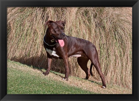 Framed American Pitt Bull Terrier dog Print