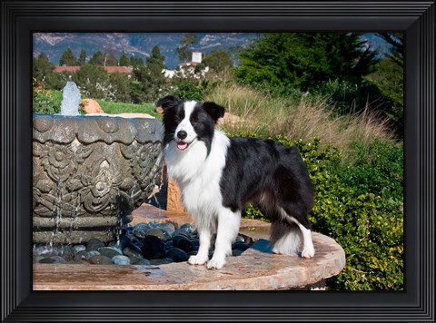 Framed Border Collie dog standing on a fountain Print