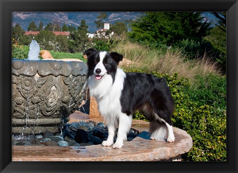 Framed Border Collie dog standing on a fountain Print