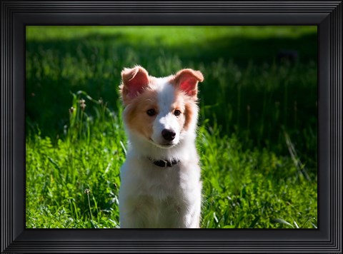 Framed Border Collie puppy dog in a field Print