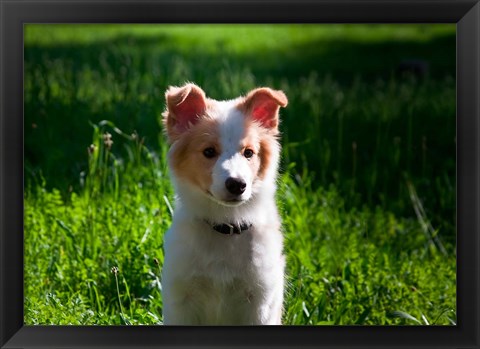 Framed Border Collie puppy dog in a field Print