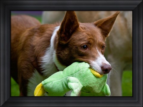 Framed USA, California McNab Shepherd at play Print