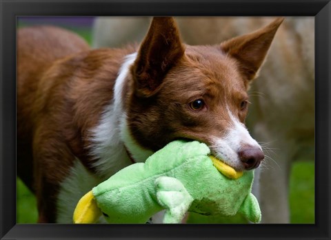 Framed USA, California McNab Shepherd at play Print