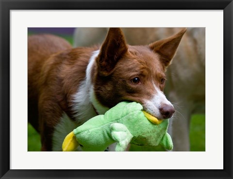 Framed USA, California McNab Shepherd at play Print