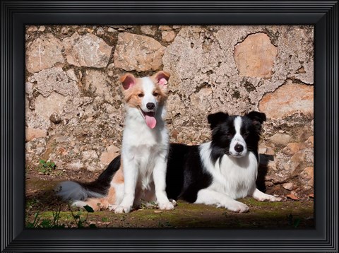 Framed pair of Border Collie dogs Print