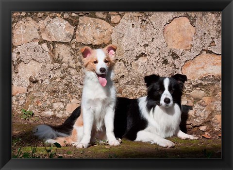 Framed pair of Border Collie dogs Print