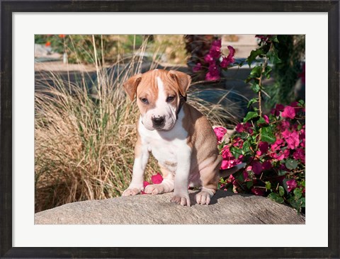 Framed American Pitt Bull Terrier puppy dog Print