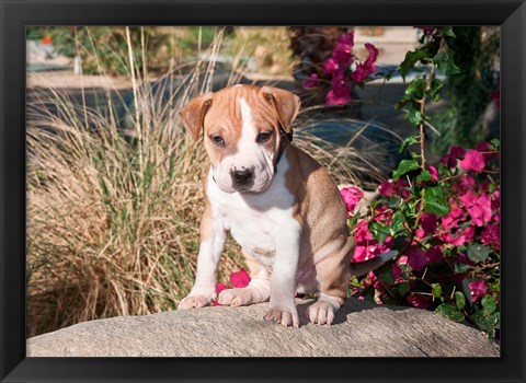 Framed American Pitt Bull Terrier puppy dog Print