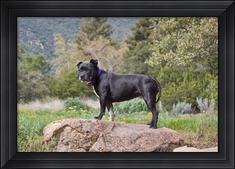 Framed Staffordshire Bull Terrier dog in garden Print