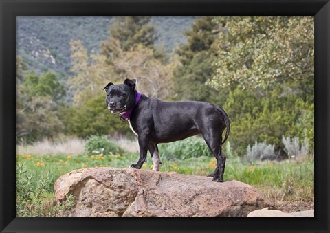 Framed Staffordshire Bull Terrier dog in garden Print