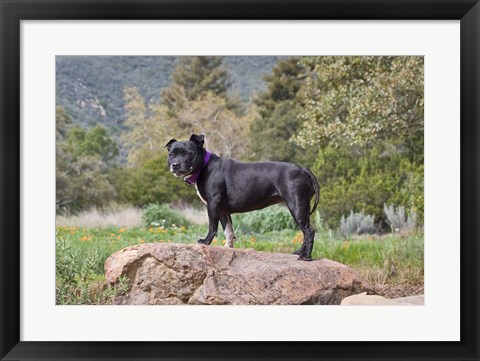 Framed Staffordshire Bull Terrier dog in garden Print