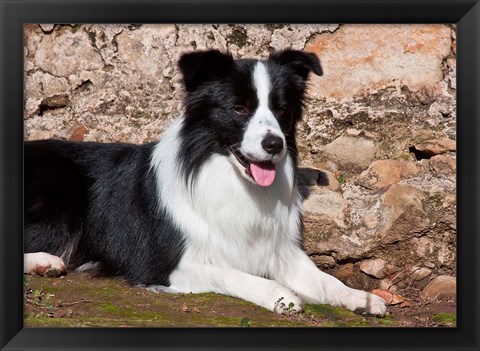 Framed Border Collie dog next to a rock wall Print