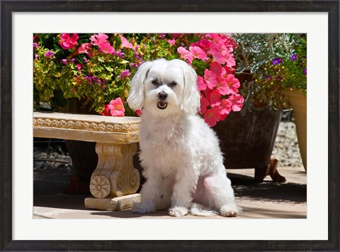 Framed USA, California Maltese sitting next to garden bench with flowers Print