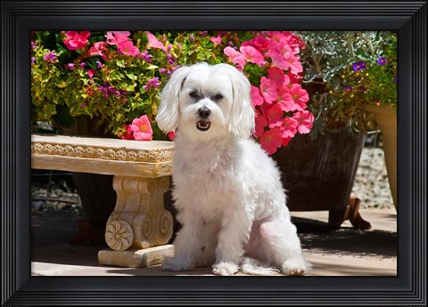 Framed USA, California Maltese sitting next to garden bench with flowers Print