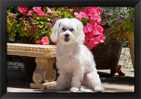 Framed USA, California Maltese sitting next to garden bench with flowers Print