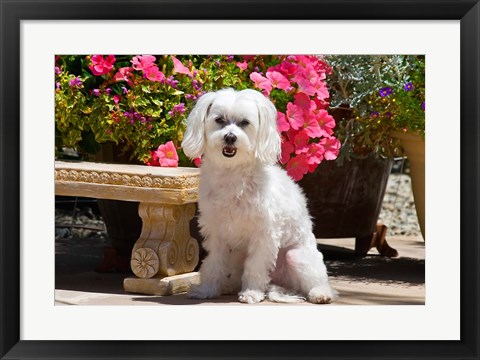 Framed USA, California Maltese sitting next to garden bench with flowers Print