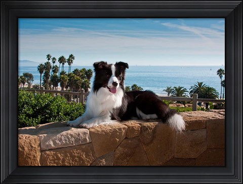 Framed Border Collie dog resting on a wall Print