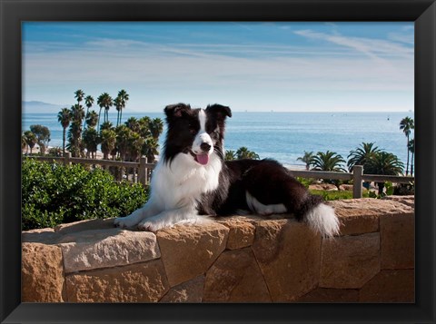 Framed Border Collie dog resting on a wall Print