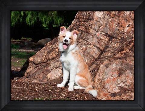 Framed Border Collie puppy dog Print