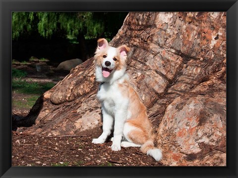 Framed Border Collie puppy dog Print