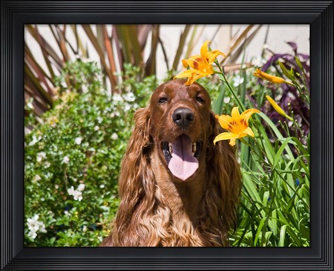 Framed Portrait of an Irish Setter sitting next to yellow flowers Print