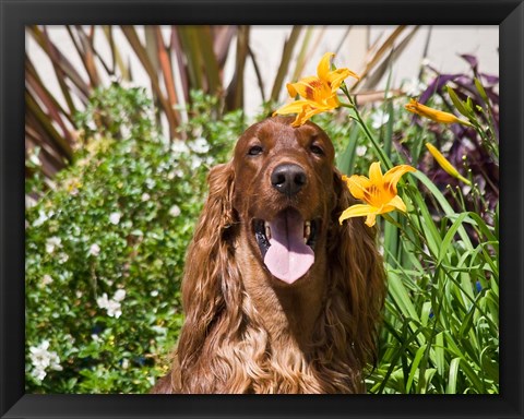 Framed Portrait of an Irish Setter sitting next to yellow flowers Print