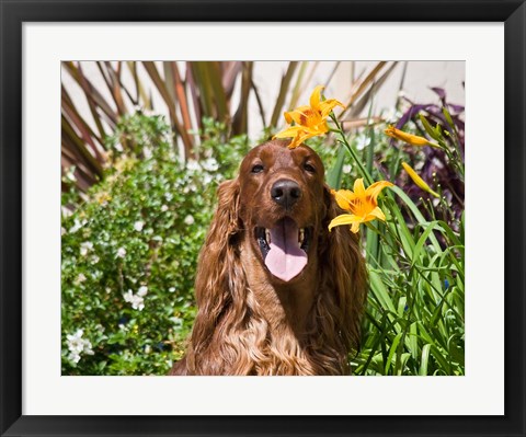 Framed Portrait of an Irish Setter sitting next to yellow flowers Print