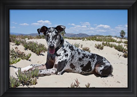 Framed Great Dane lying in the sand in Ventura, California Print