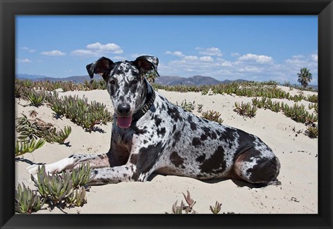 Framed Great Dane lying in the sand in Ventura, California Print