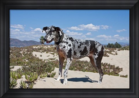 Framed Great Dane standing in sand at the Ventura Beach, California Print