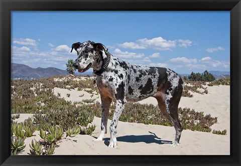 Framed Great Dane standing in sand at the Ventura Beach, California Print