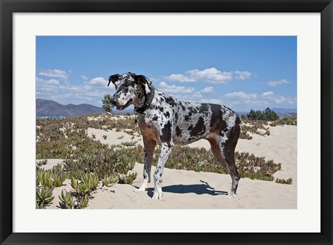 Framed Great Dane standing in sand at the Ventura Beach, California Print