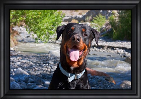 Framed USA, California Rottweiler smiling Print