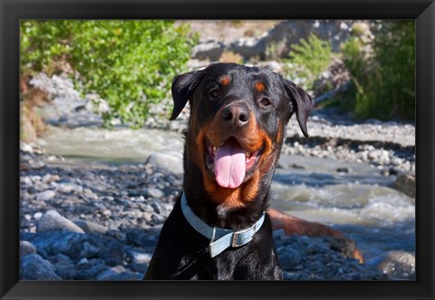 Framed USA, California Rottweiler smiling Print