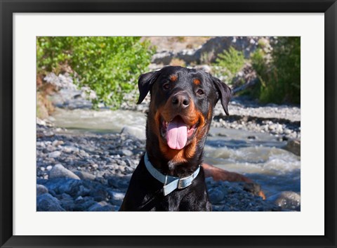 Framed USA, California Rottweiler smiling Print