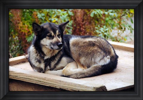 Framed Alaskan Husky dog, Denali Park, Alaska, USA Print