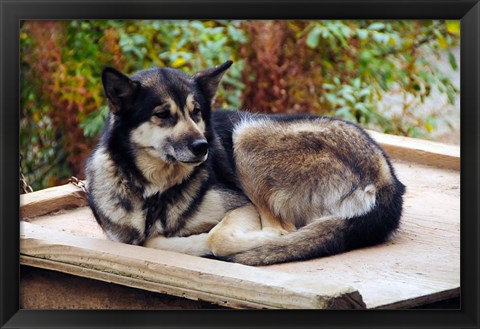 Framed Alaskan Husky dog, Denali Park, Alaska, USA Print