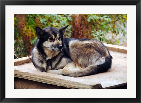 Framed Alaskan Husky dog, Denali Park, Alaska, USA Print