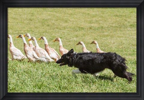 Framed Purebred Border Collie dog herding ducks Print