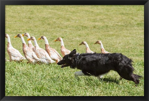 Framed Purebred Border Collie dog herding ducks Print