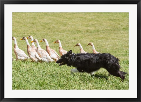 Framed Purebred Border Collie dog herding ducks Print