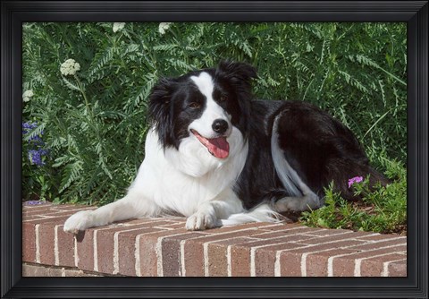 Framed Purebred Border Collie dog lying on wall Print
