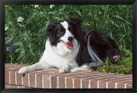 Framed Purebred Border Collie dog lying on wall Print