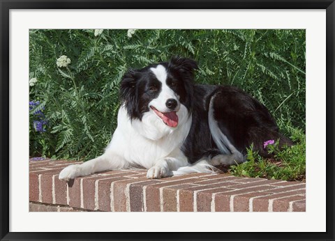 Framed Purebred Border Collie dog lying on wall Print