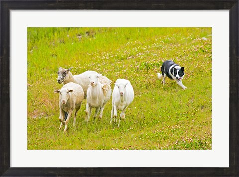 Framed Colorado, Summit County, Border Collie dog Print